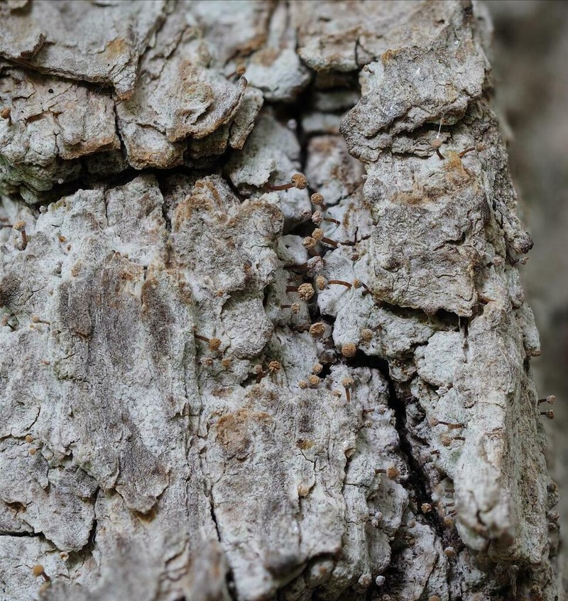 Sclerophora Lichen photo 2