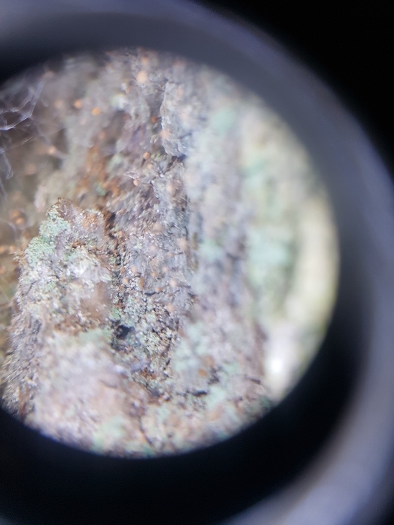 Sclerophora Lichen photo 3