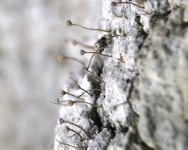 Sclerophora Lichen photo 4