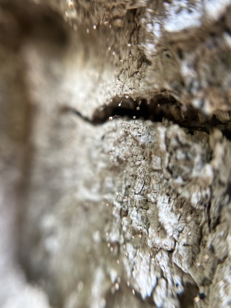 Sclerophora Lichen photo 5