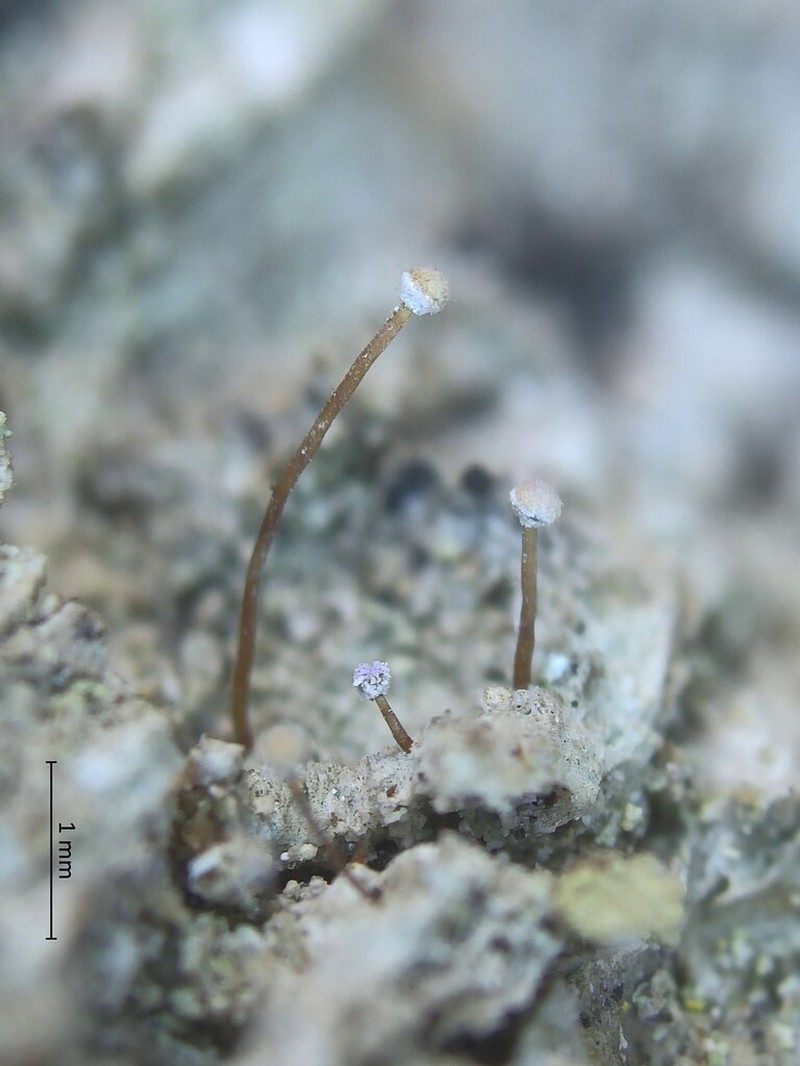 Sclerophora Lichen photo 6