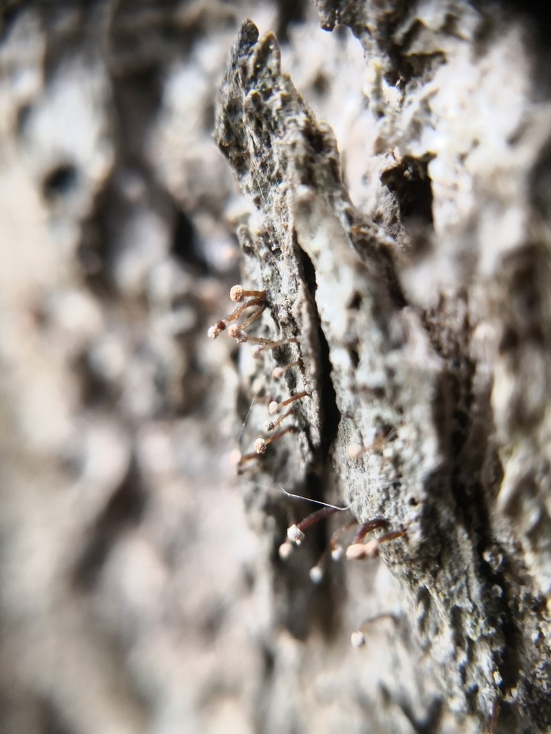 Sclerophora Lichen photo 7