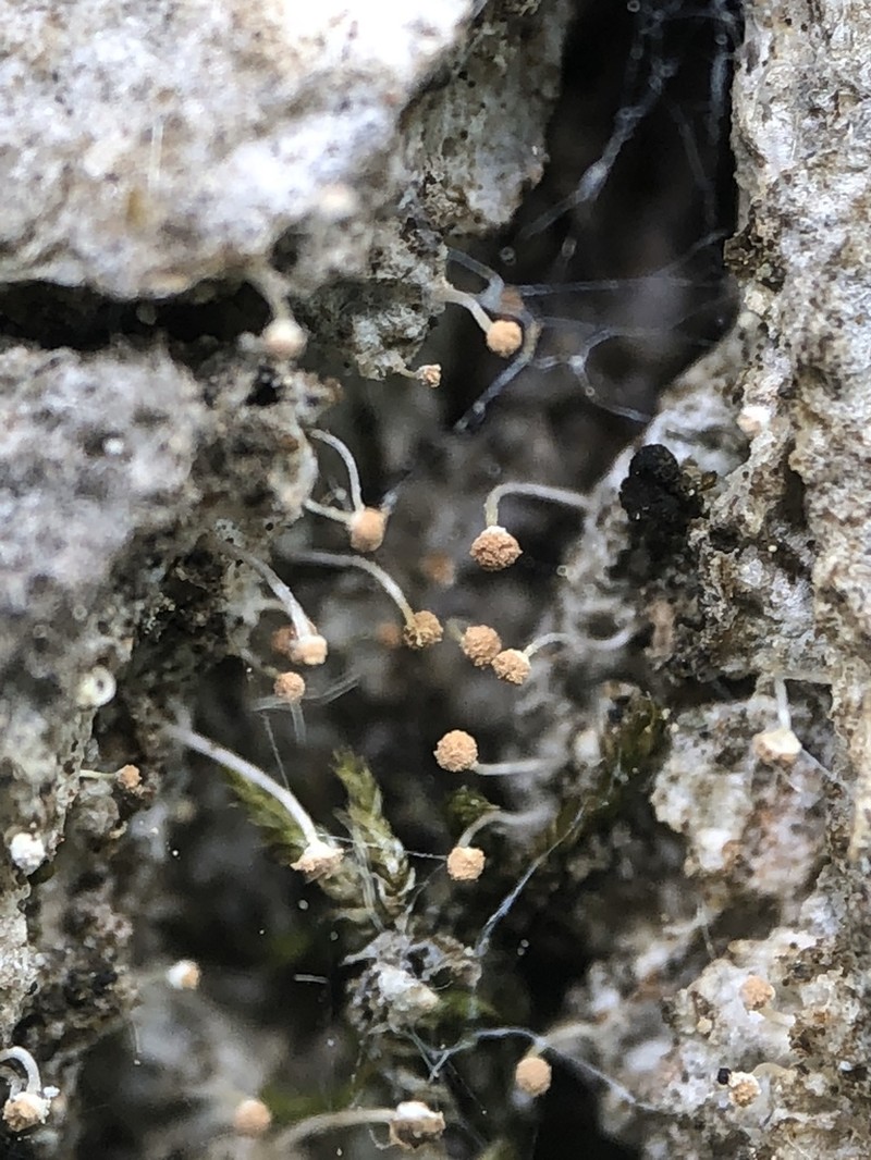 Sclerophora Lichen photo 8