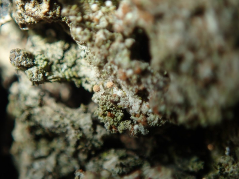 Sclerophora Lichen