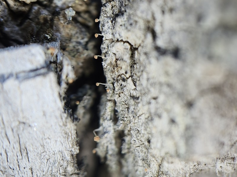 Sclerophora Lichen photo 2