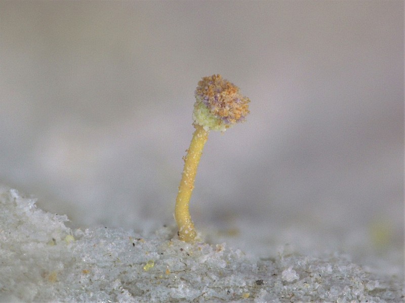 Sclerophora Lichen photo 3