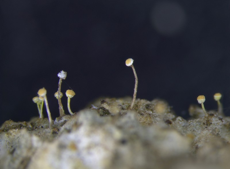 Sclerophora Lichen photo 5