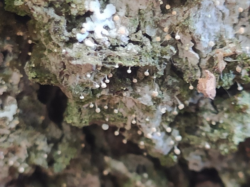 Sclerophora Lichen photo 6