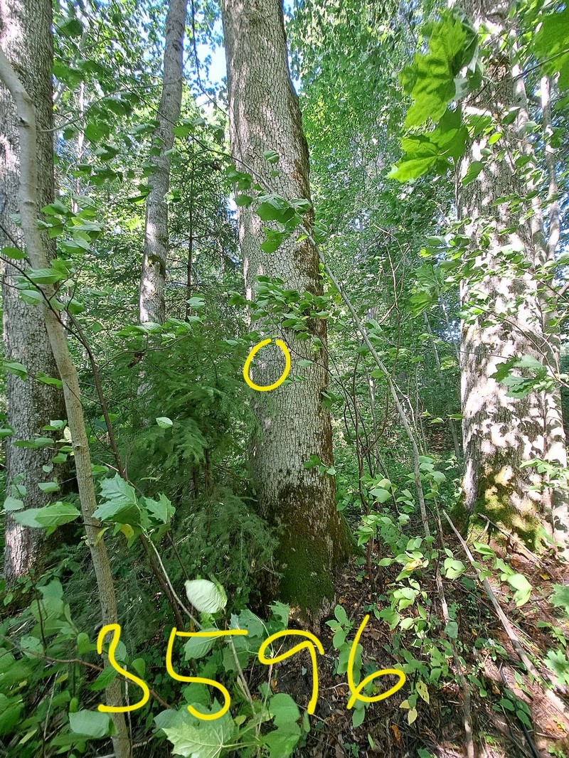 Sclerophora Lichen photo 8
