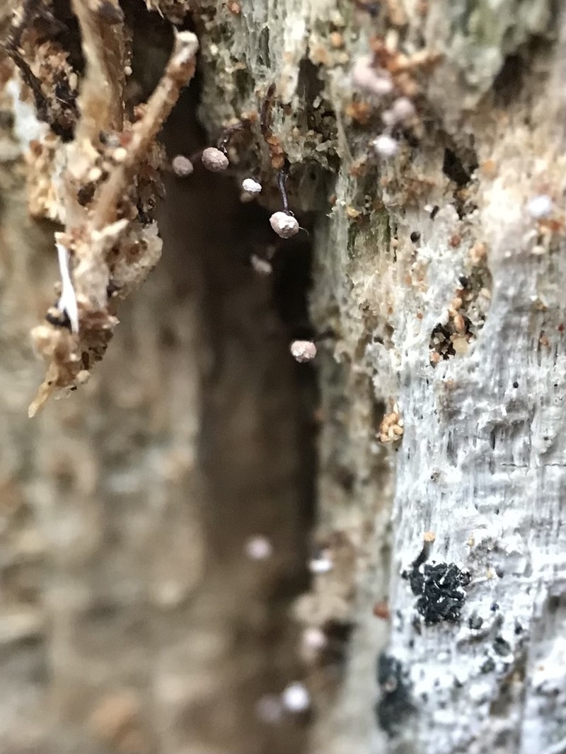 Sclerophora peronella
