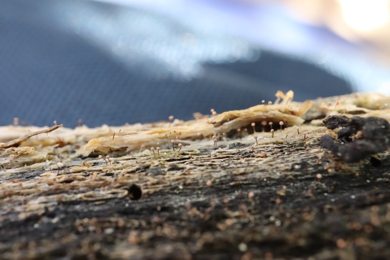Sclerophora peronella photo 2