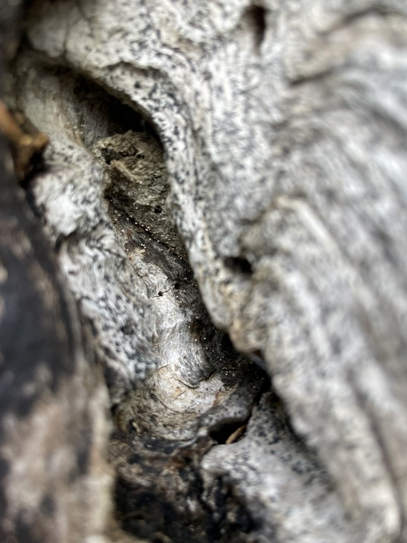 Sclerophora peronella photo 3