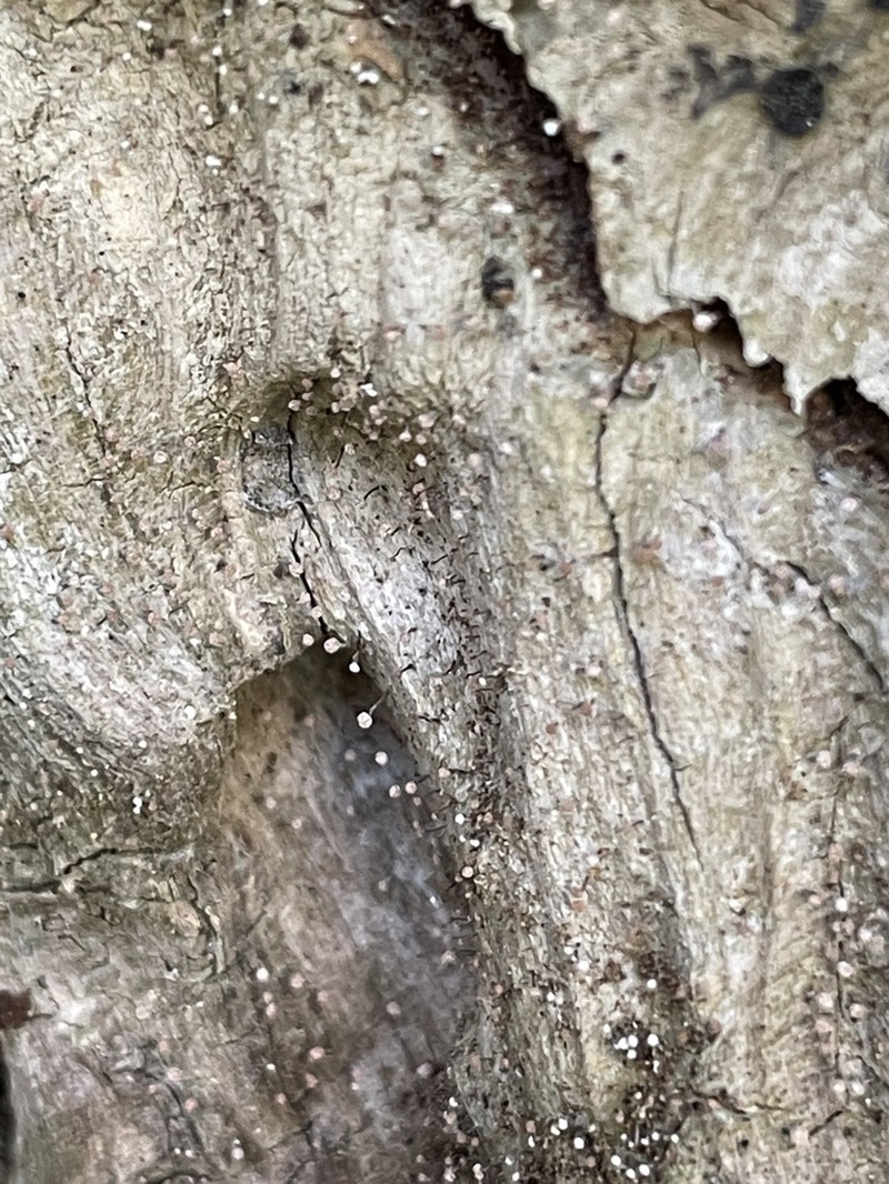 Sclerophora peronella photo 5