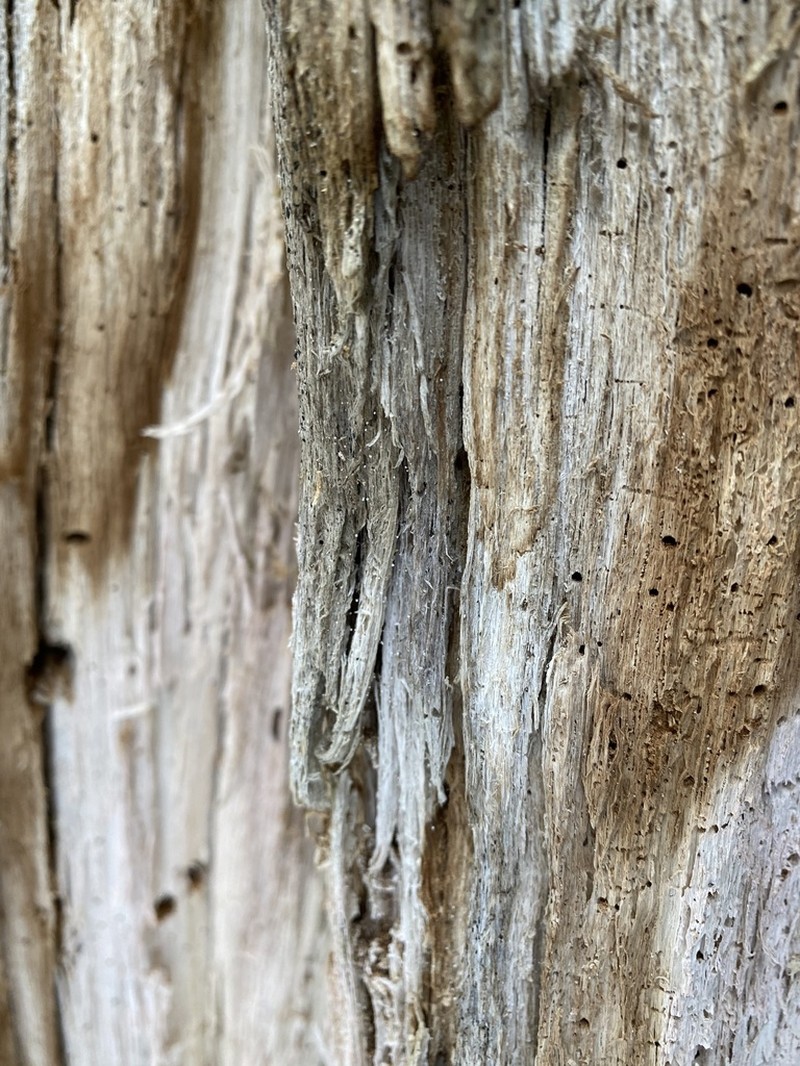 Sclerophora peronella photo 6