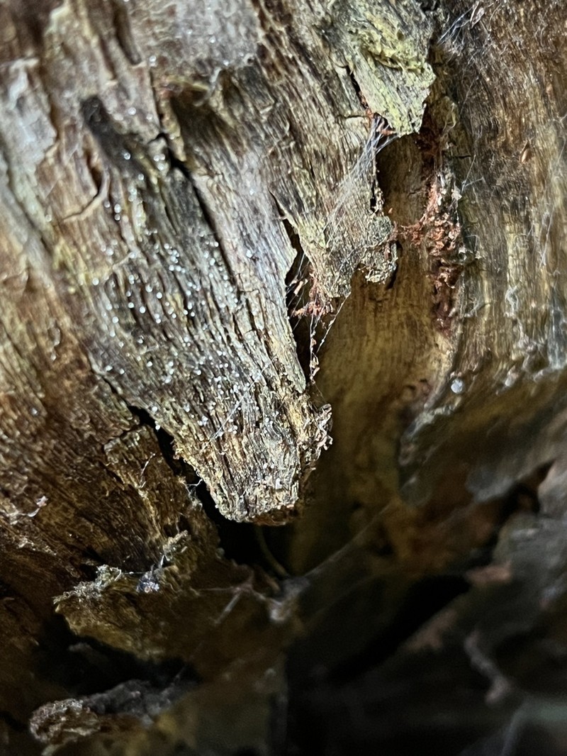 Sclerophora peronella photo 7