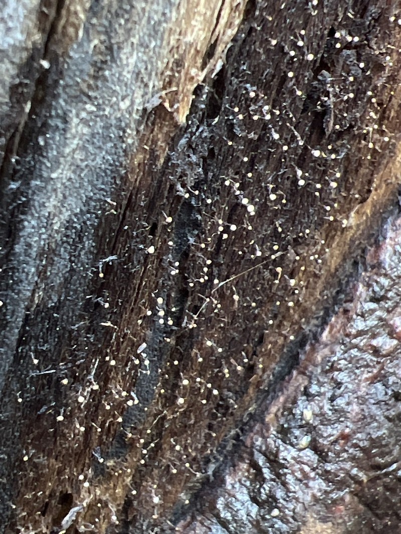 Sclerophora peronella photo 8