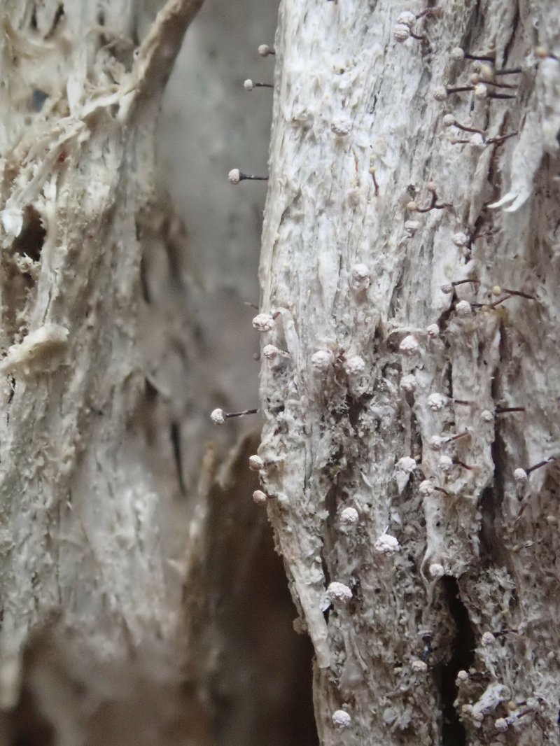 Sclerophora peronella