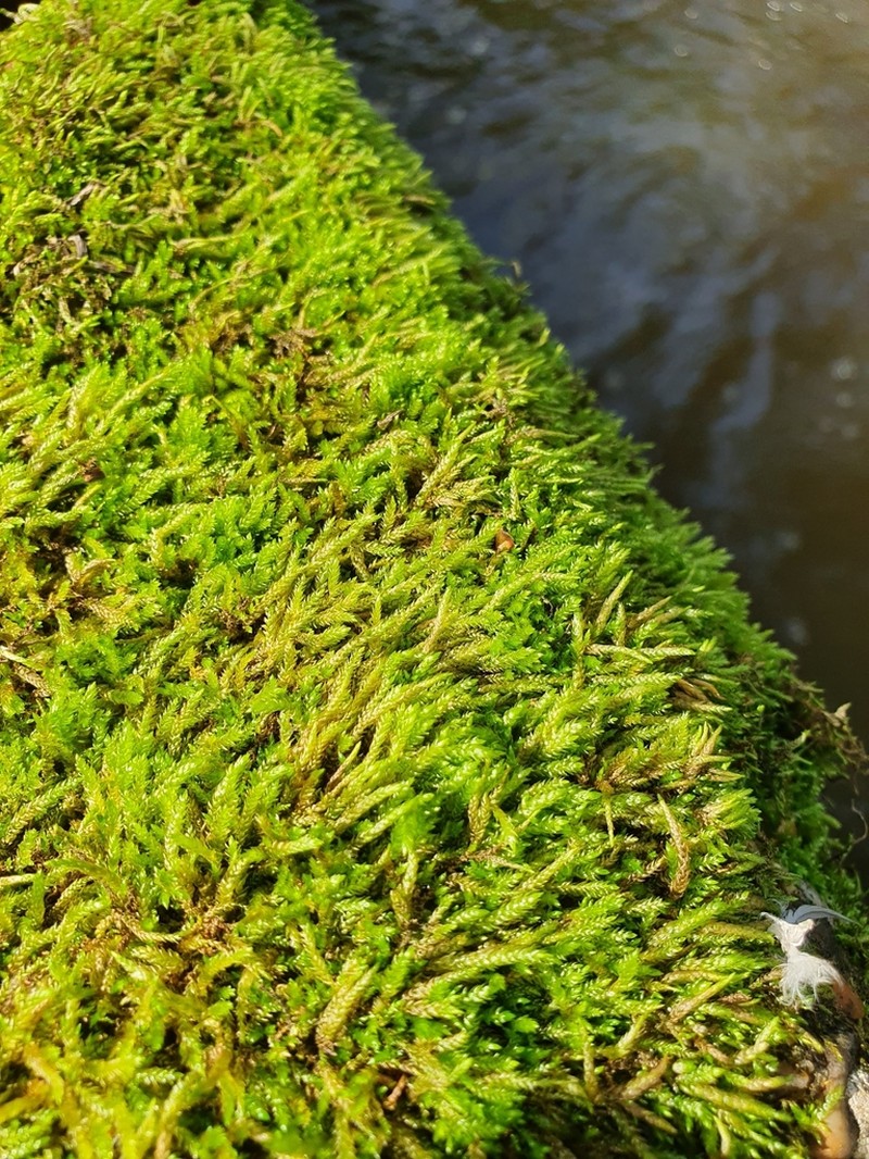 Low Scleropodium Moss