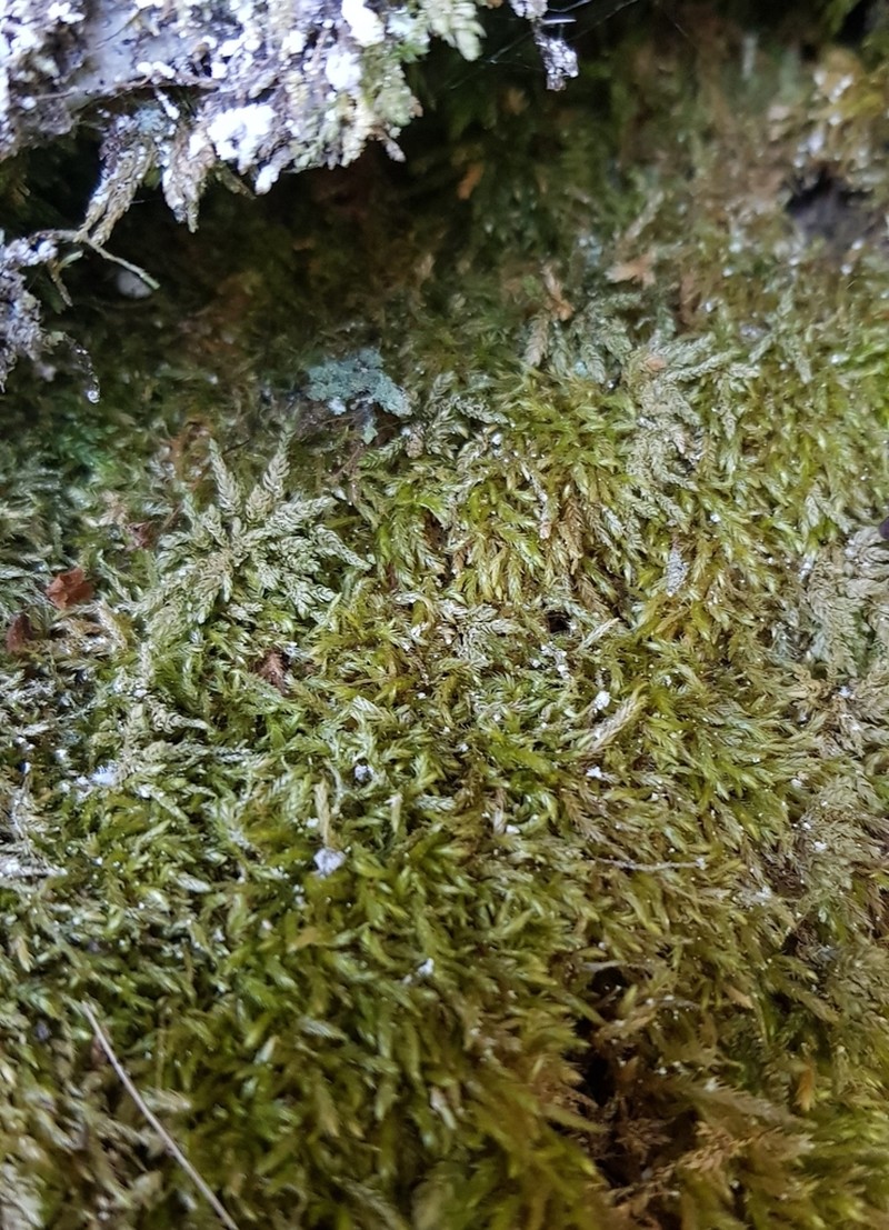 Low Scleropodium Moss photo 2
