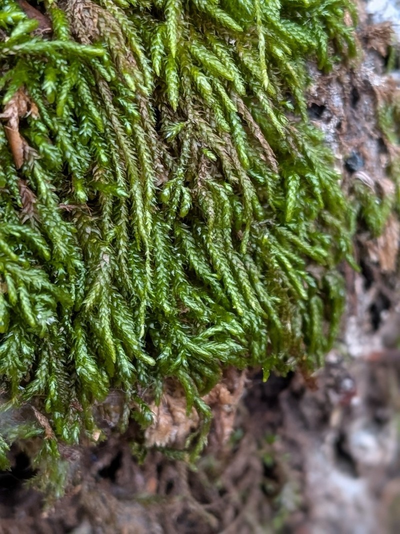 Low Scleropodium Moss photo 3