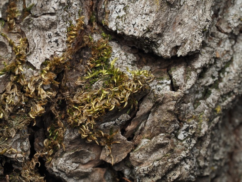 Low Scleropodium Moss photo 4