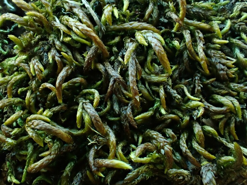 Low Scleropodium Moss photo 5