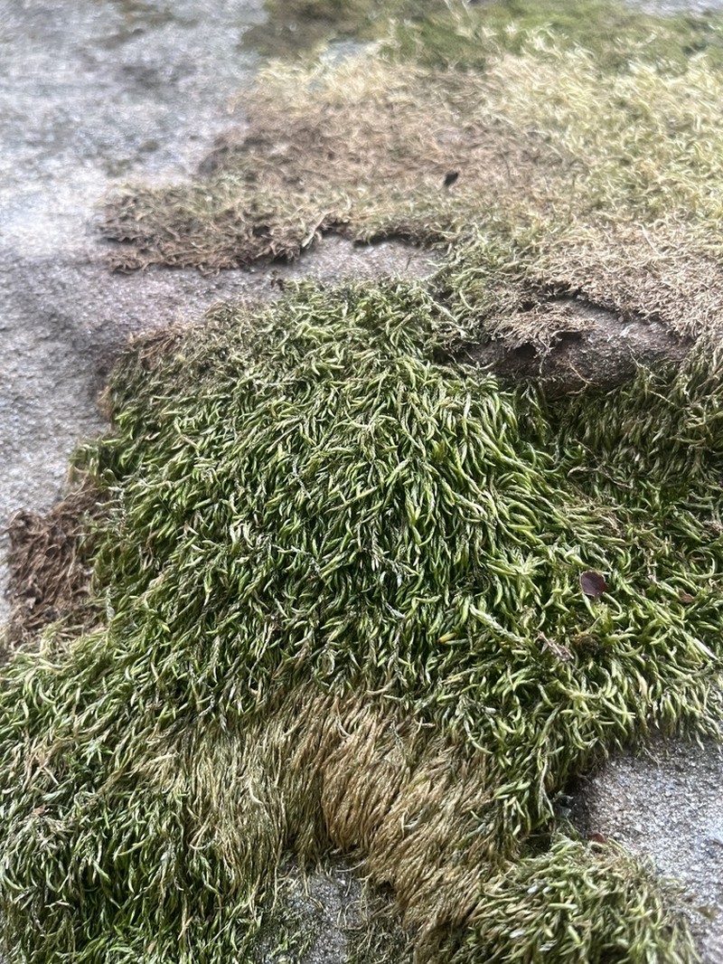 Low Scleropodium Moss photo 6