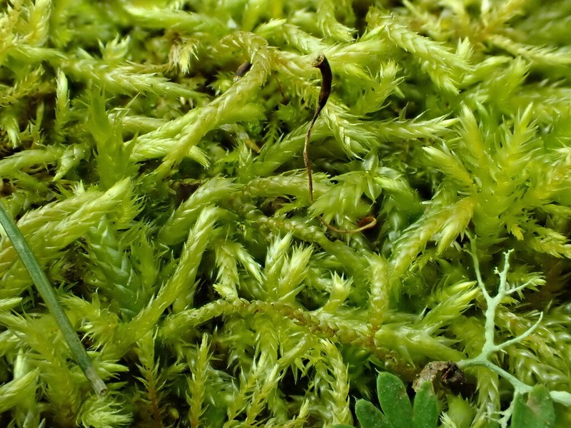 Low Scleropodium Moss photo 7