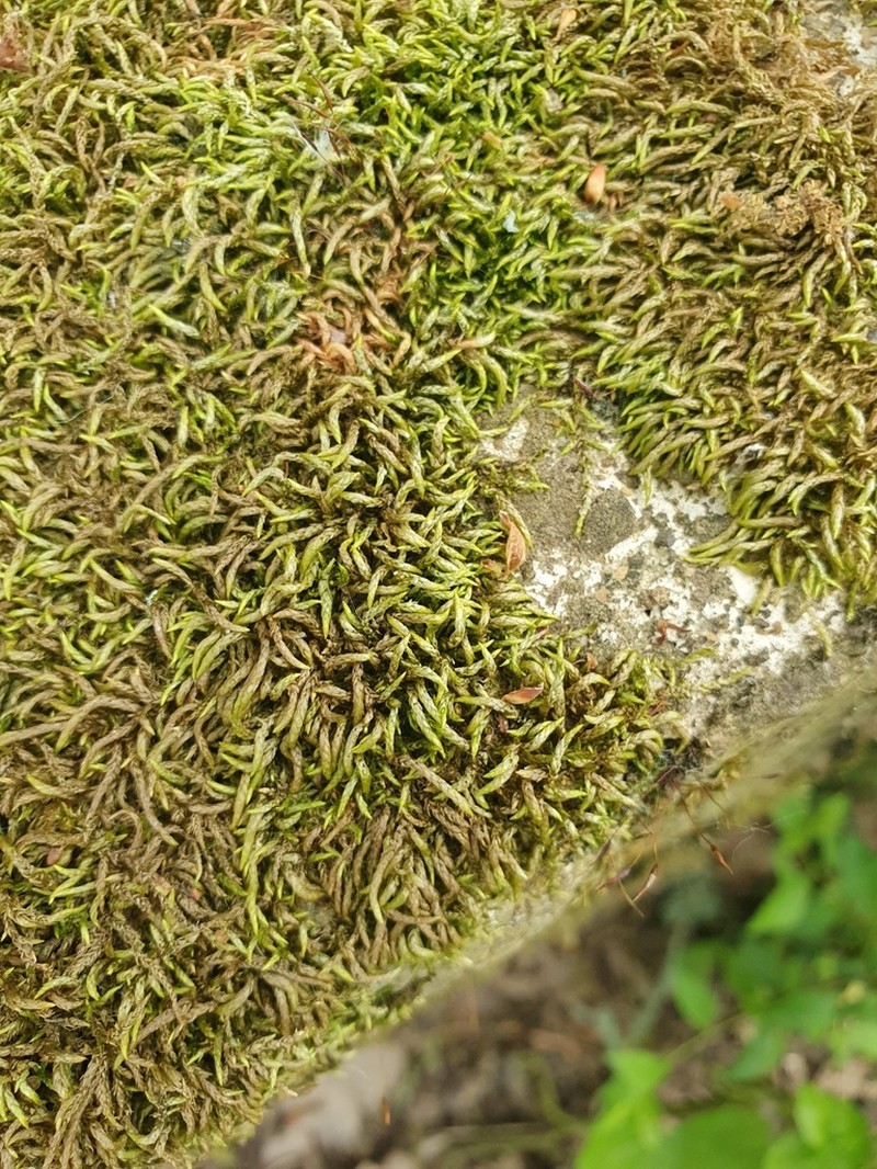 Low Scleropodium Moss photo 8