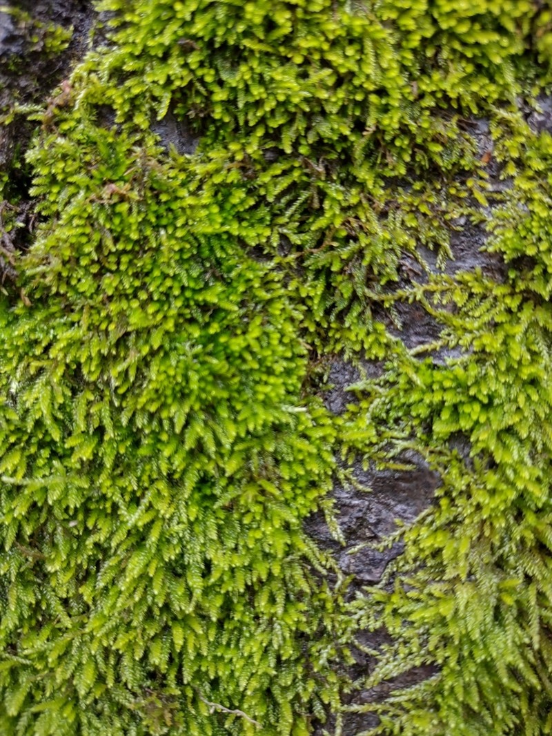 Scleropodium Moss photo 2