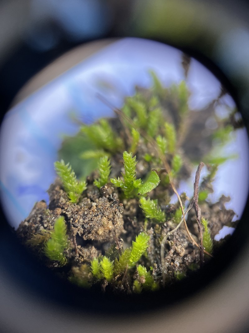 Scleropodium Moss photo 3