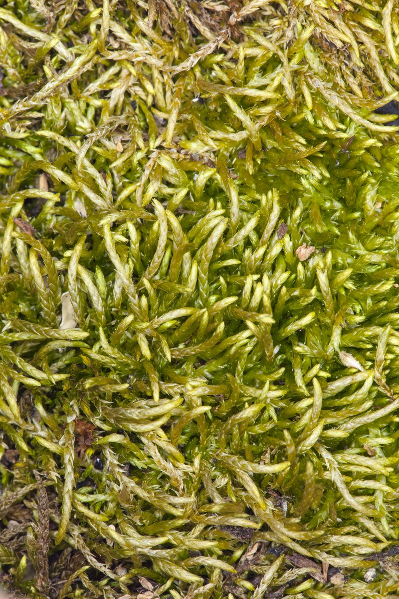 Scleropodium Moss