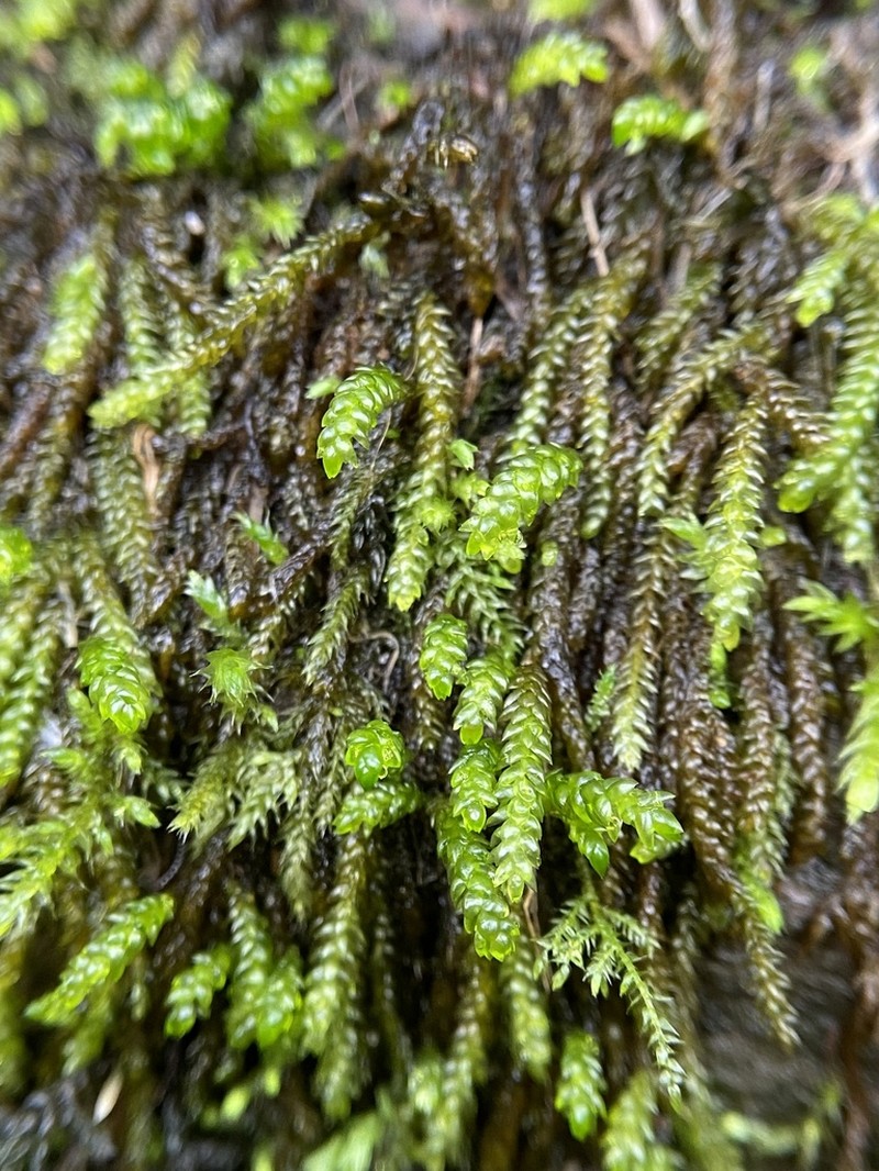 Obtuseleaf Scleropodium Moss
