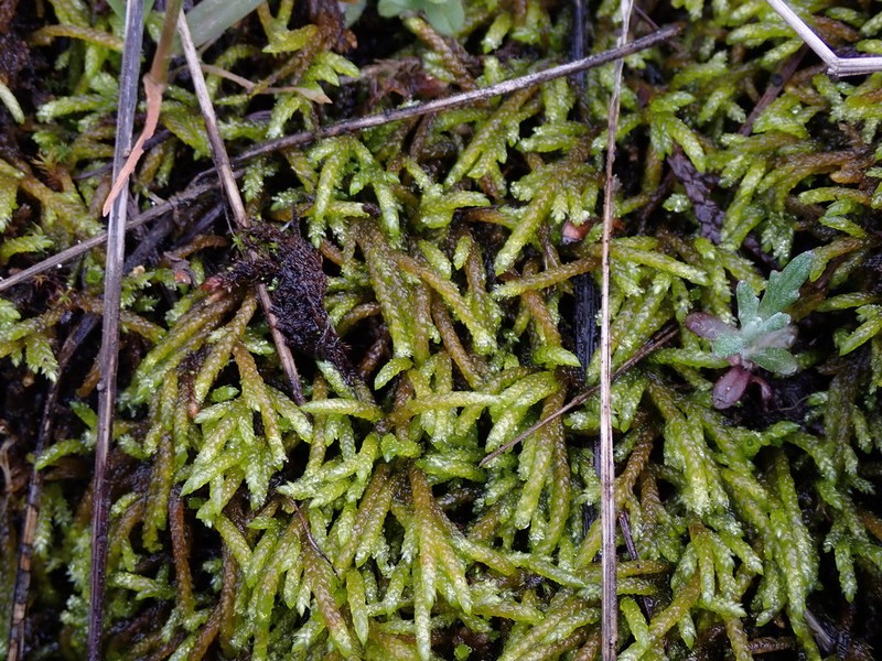 Obtuseleaf Scleropodium Moss photo 2