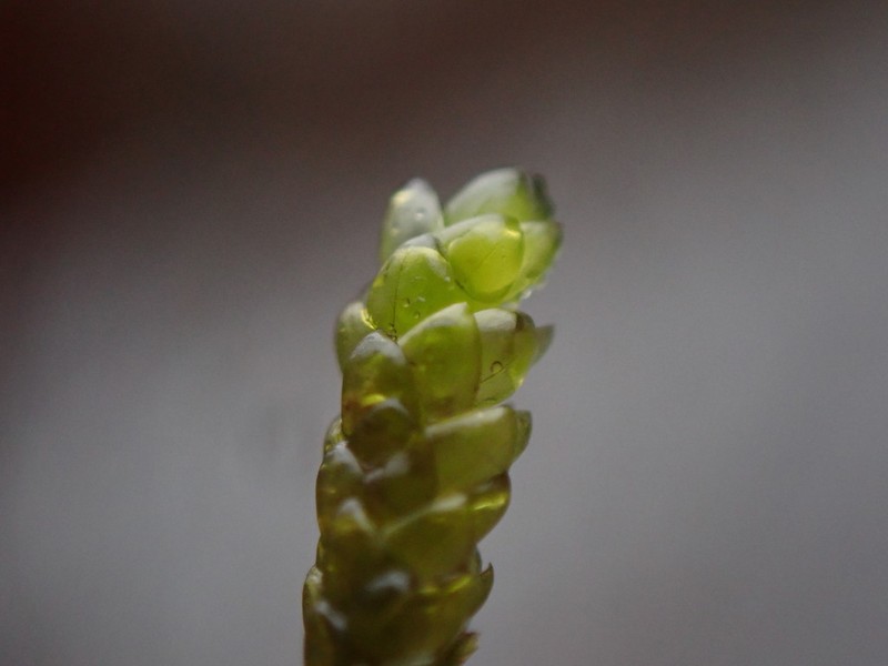 Obtuseleaf Scleropodium Moss photo 3
