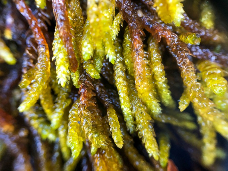 Obtuseleaf Scleropodium Moss photo 4