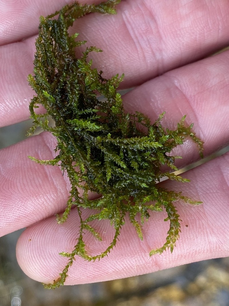 Obtuseleaf Scleropodium Moss photo 5