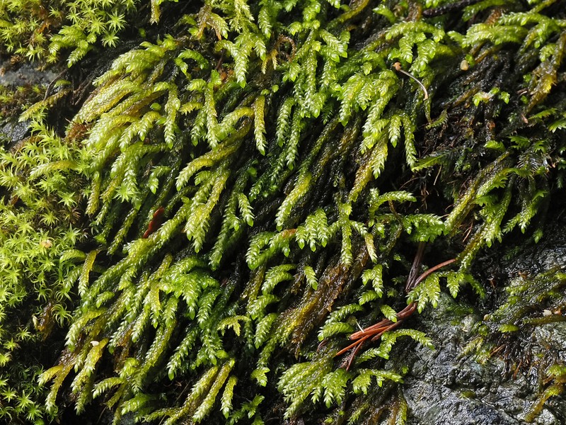 Obtuseleaf Scleropodium Moss photo 6