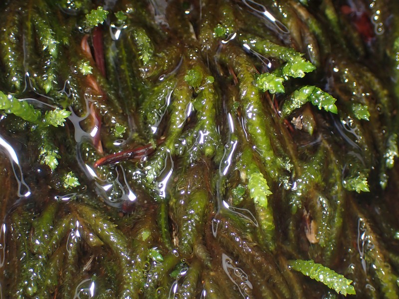 Obtuseleaf Scleropodium Moss photo 7