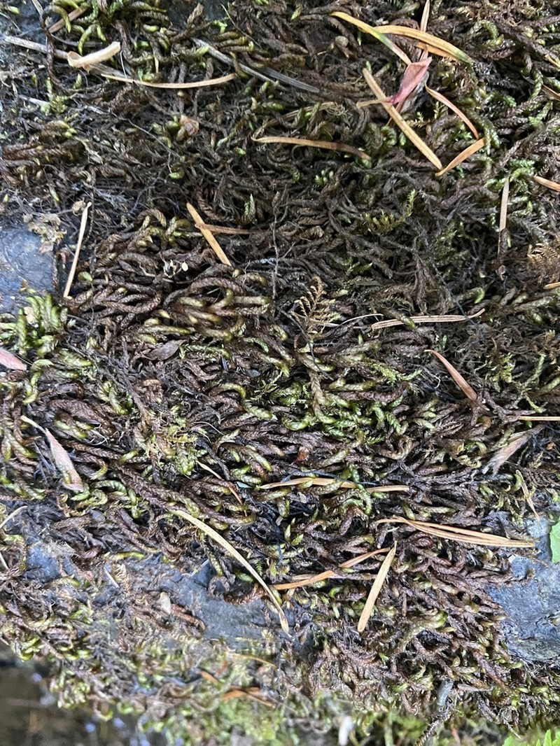 Obtuseleaf Scleropodium Moss photo 8
