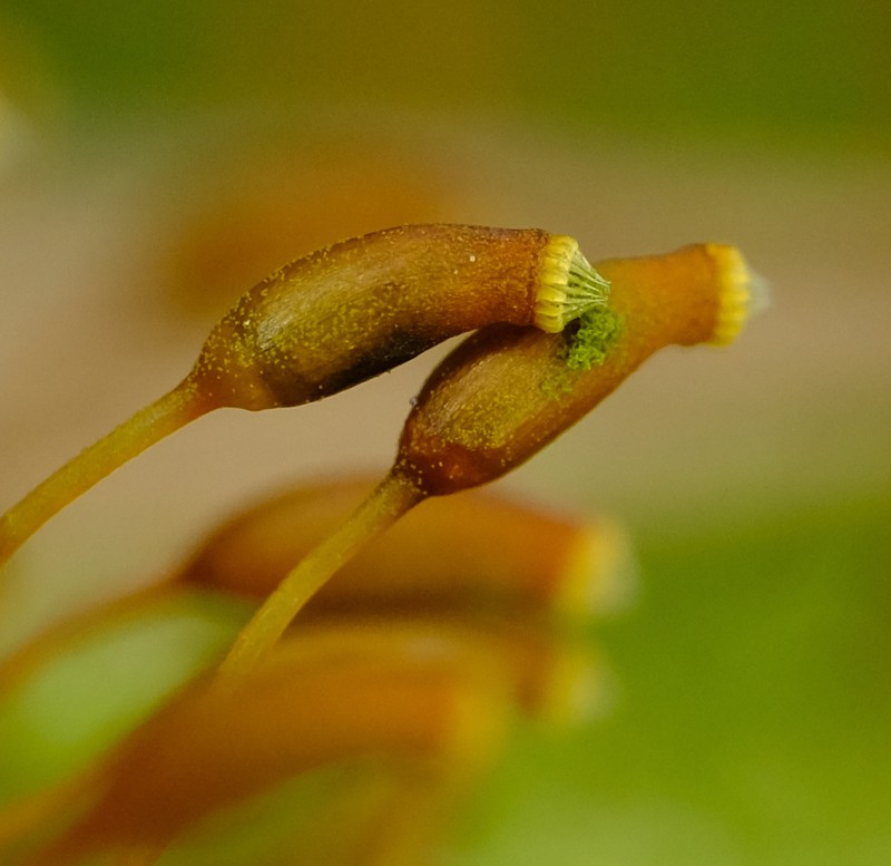 Touret'S Scleropodium Moss