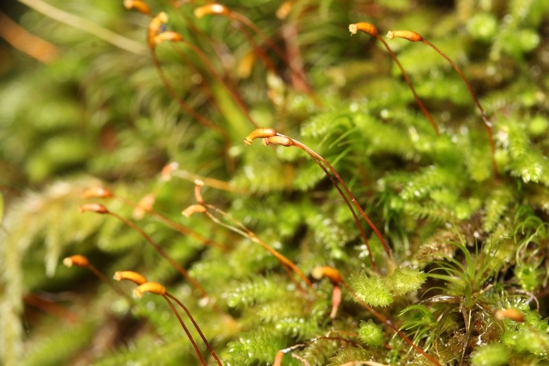 Touret'S Scleropodium Moss photo 2