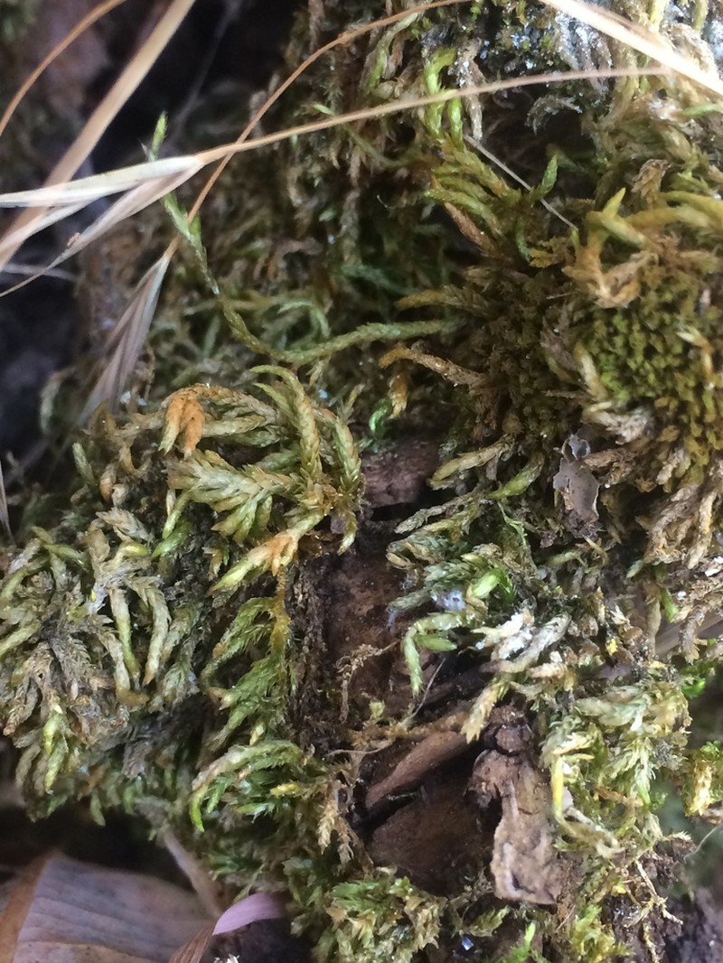 Touret'S Scleropodium Moss photo 3