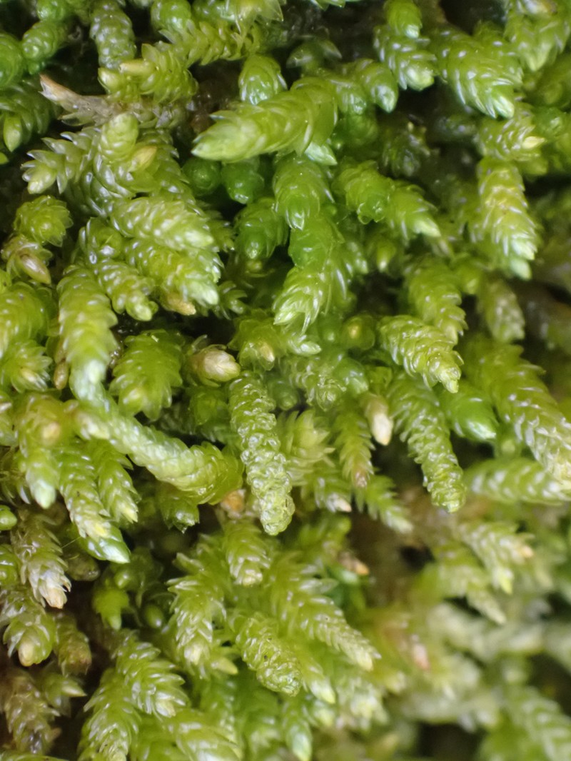 Touret'S Scleropodium Moss photo 4