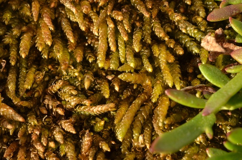 Touret'S Scleropodium Moss photo 5