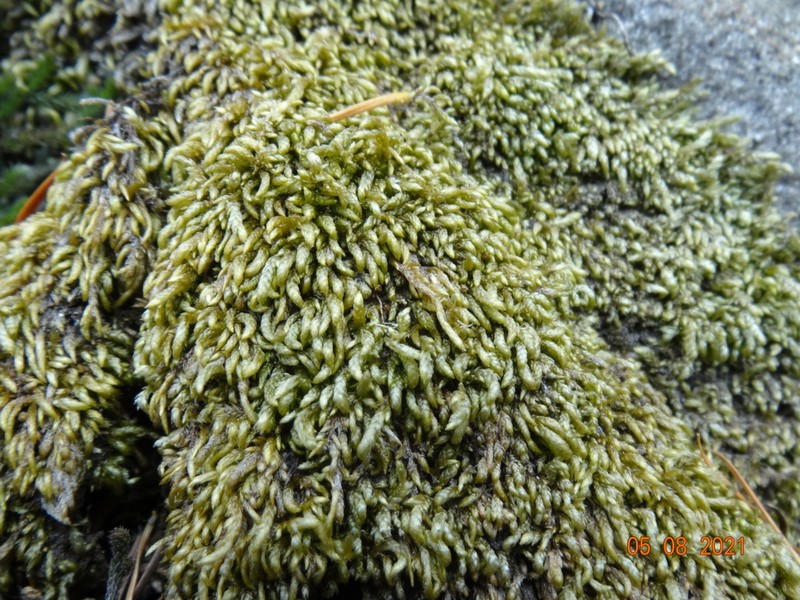 Touret'S Scleropodium Moss photo 6