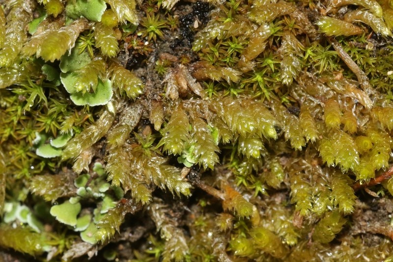 Touret'S Scleropodium Moss photo 7