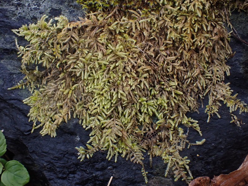 Touret'S Scleropodium Moss photo 8