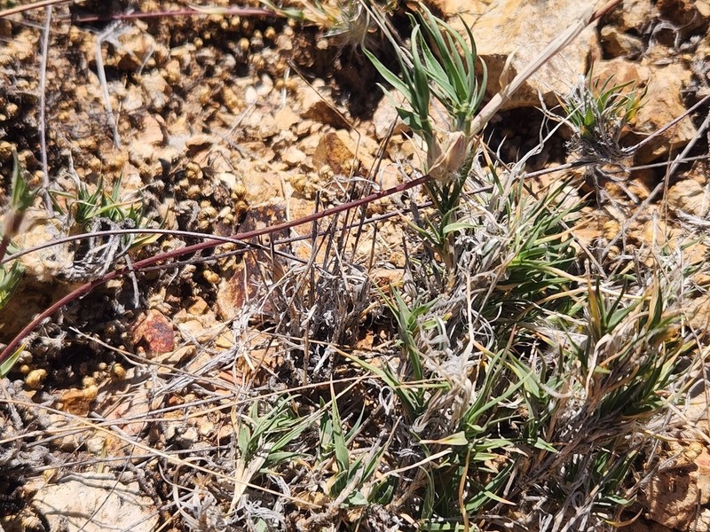 Burrograss photo 3