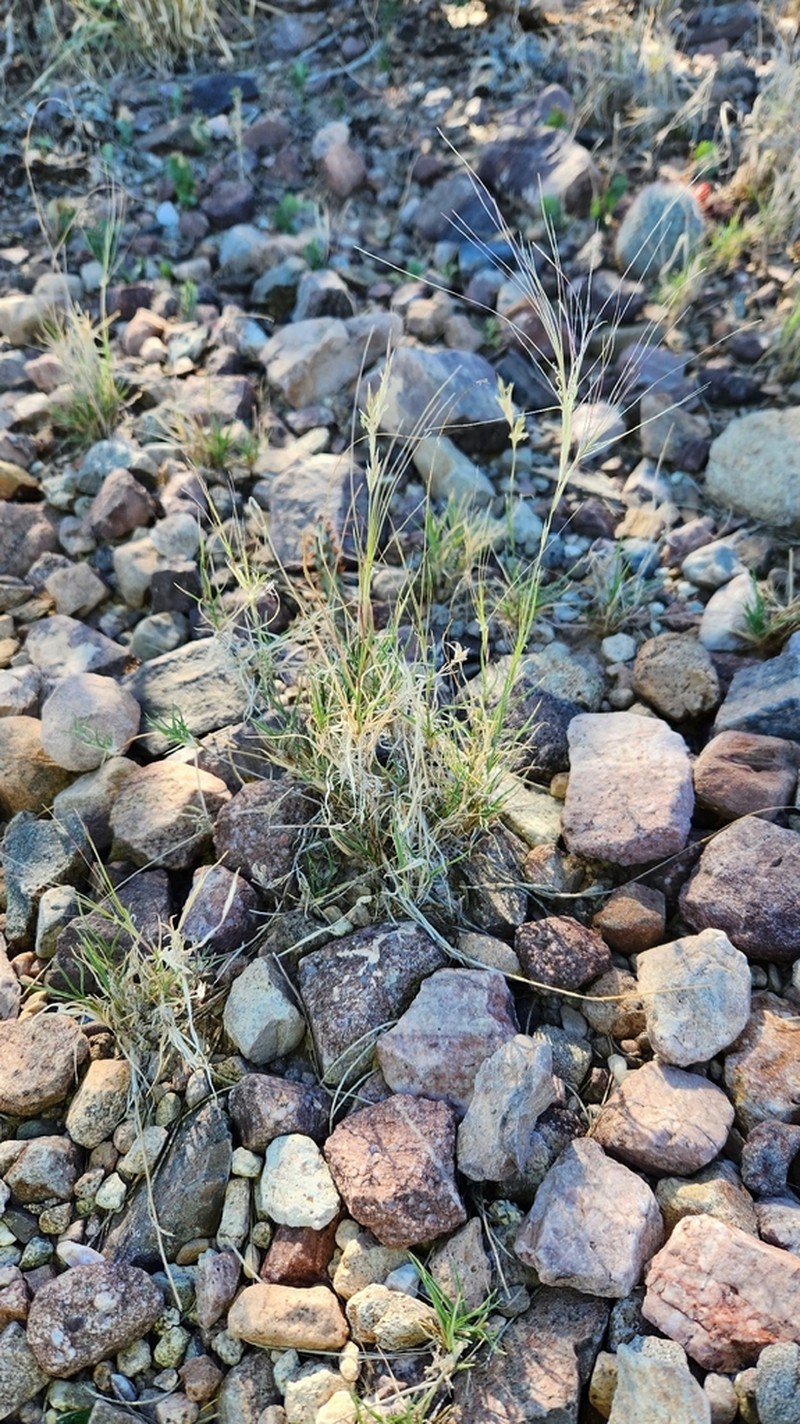 Burrograss photo 4